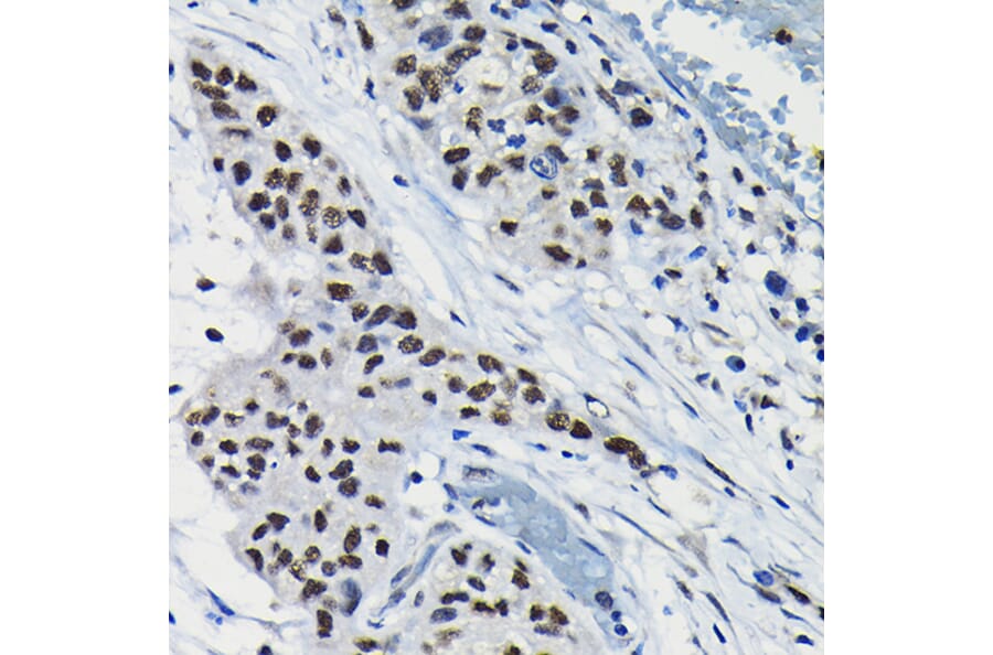 Immunohistochemistry - Anti-ARID3A Antibody (A15831) - Antibodies.com