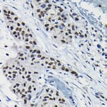 Immunohistochemistry - Anti-ARID3A Antibody (A15831) - Antibodies.com