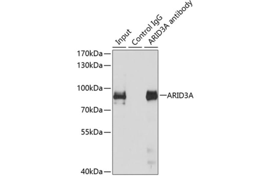 Western Blot - Anti-ARID3A Antibody (A15831) - Antibodies.com