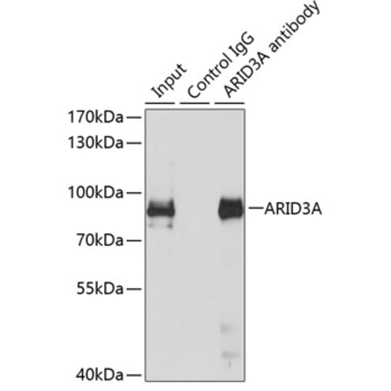 Western Blot - Anti-ARID3A Antibody (A15831) - Antibodies.com