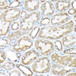 Immunohistochemistry - Anti-ETFA Antibody (A15833) - Antibodies.com