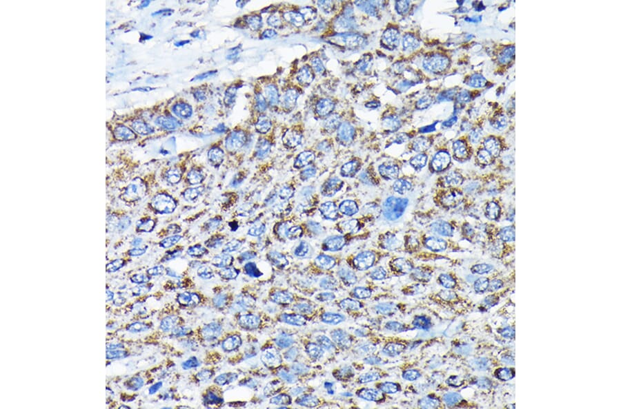 Immunohistochemistry - Anti-ETFA Antibody (A15833) - Antibodies.com