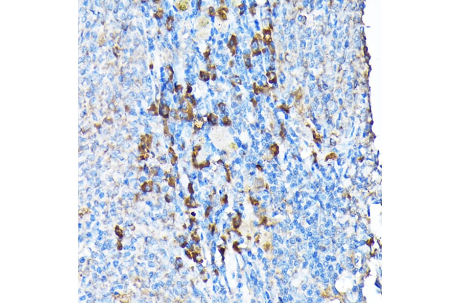 Immunohistochemistry - Anti-ETFA Antibody (A15833) - Antibodies.com