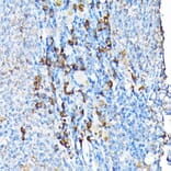 Immunohistochemistry - Anti-ETFA Antibody (A15833) - Antibodies.com