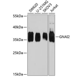 Western Blot - Anti-GNAI2 Antibody (A15835) - Antibodies.com