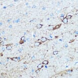Immunohistochemistry - Anti-NMDAR1 Antibody (A15836) - Antibodies.com