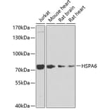 Western Blot - Anti-HSPA6 Antibody (A15840) - Antibodies.com