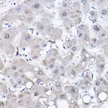 Immunohistochemistry - Anti-HSPA6 Antibody (A15840) - Antibodies.com