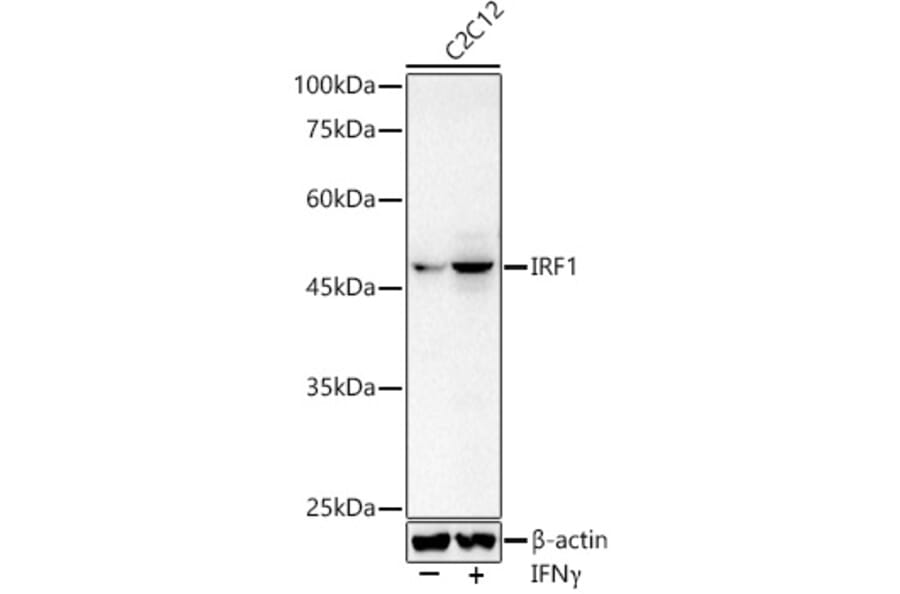 Western Blot - Anti-IRF1 Antibody (A15842) - Antibodies.com