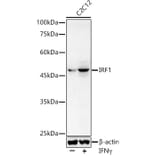 Western Blot - Anti-IRF1 Antibody (A15842) - Antibodies.com