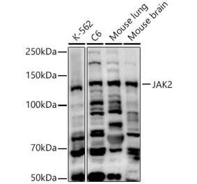 Western Blot - Anti-JAK2 Antibody (A15843) - Antibodies.com