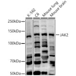 Western Blot - Anti-JAK2 Antibody (A15843) - Antibodies.com