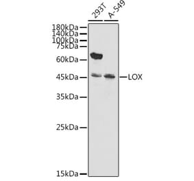 Western Blot - Anti-LOX Antibody (A15846) - Antibodies.com