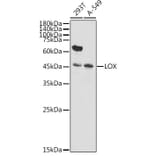 Western Blot - Anti-LOX Antibody (A15846) - Antibodies.com