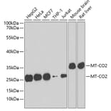 Western Blot - Anti-MT-CO2 Antibody (A7702) - Antibodies.com