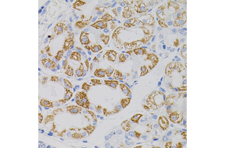 Immunohistochemistry - Anti-MT-CO2 Antibody (A7702) - Antibodies.com