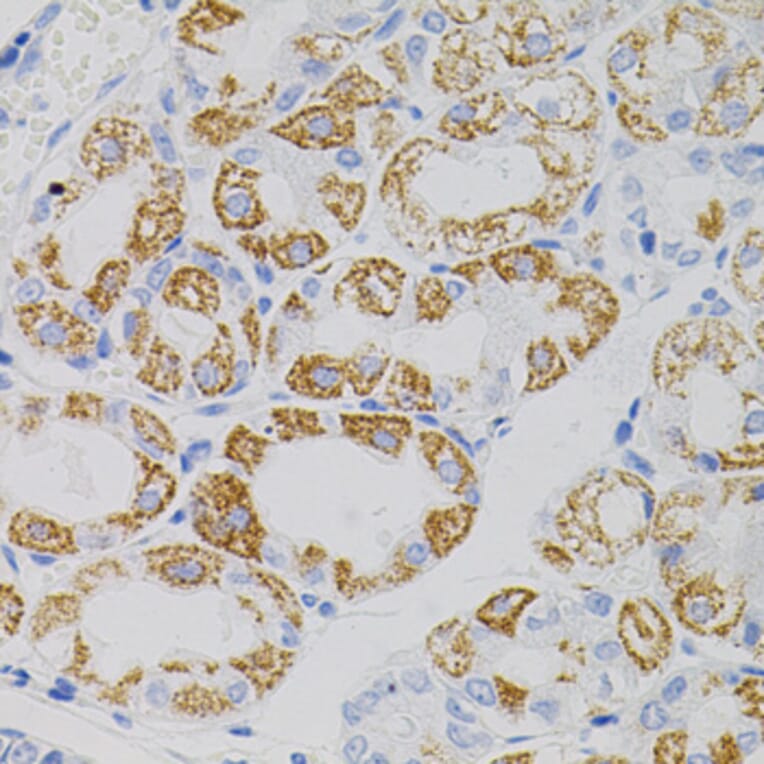 Immunohistochemistry - Anti-MT-CO2 Antibody (A7702) - Antibodies.com