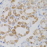 Immunohistochemistry - Anti-MT-CO2 Antibody (A7702) - Antibodies.com