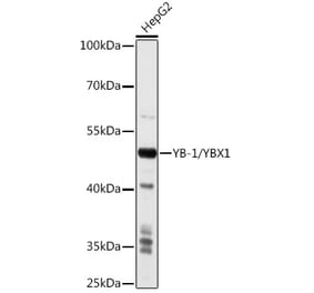 Western Blot - Anti-YB1 Antibody (A15848) - Antibodies.com