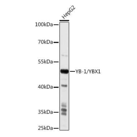 Western Blot - Anti-YB1 Antibody (A15848) - Antibodies.com