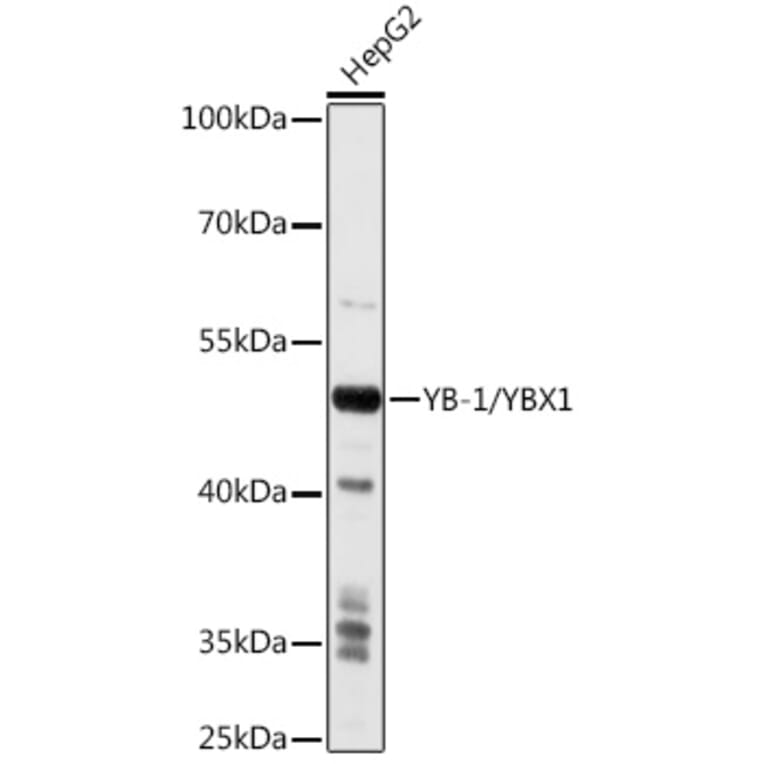 Western Blot - Anti-YB1 Antibody (A15848) - Antibodies.com