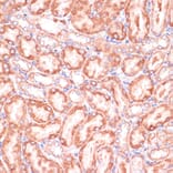 Immunohistochemistry - Anti-PGD Antibody (A15849) - Antibodies.com