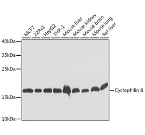 Western Blot - Anti-Cyclophilin B Antibody (A15850) - Antibodies.com