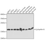 Western Blot - Anti-Cyclophilin B Antibody (A15850) - Antibodies.com