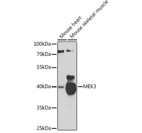 Western Blot - Anti-MEK3 Antibody (A15852) - Antibodies.com