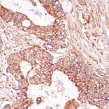 Immunohistochemistry - Anti-MEK3 Antibody (A15852) - Antibodies.com