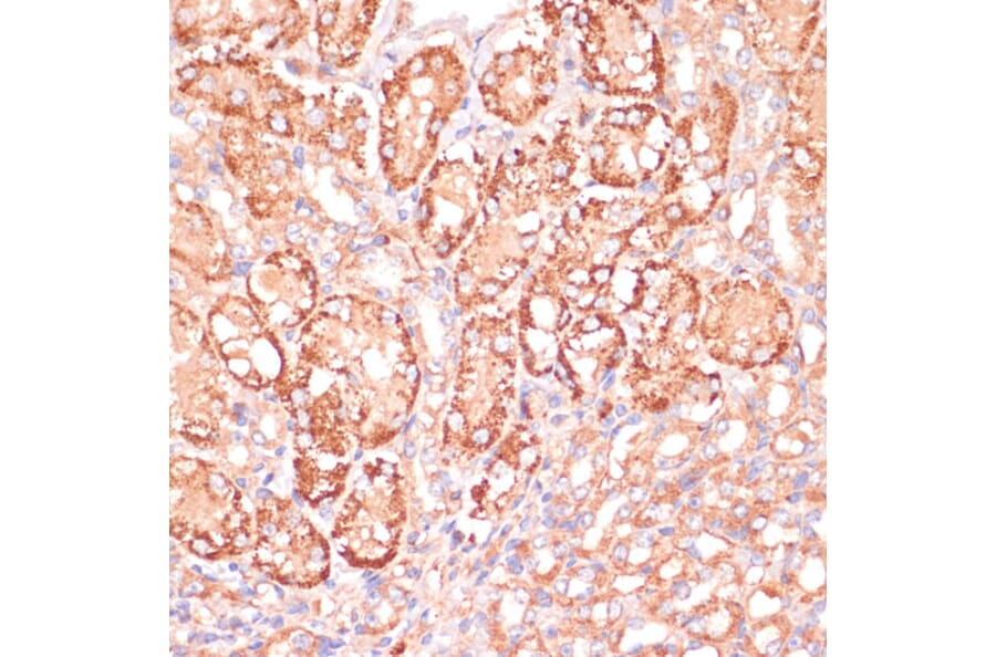 Immunohistochemistry - Anti-MEK3 Antibody (A15852) - Antibodies.com