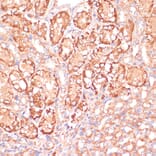 Immunohistochemistry - Anti-MEK3 Antibody (A15852) - Antibodies.com