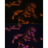 Immunofluorescence - Anti-MEK3 Antibody (A15852) - Antibodies.com
