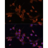 Immunofluorescence - Anti-MEK3 Antibody (A15852) - Antibodies.com