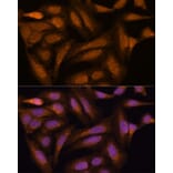 Immunofluorescence - Anti-MEK3 Antibody (A15852) - Antibodies.com
