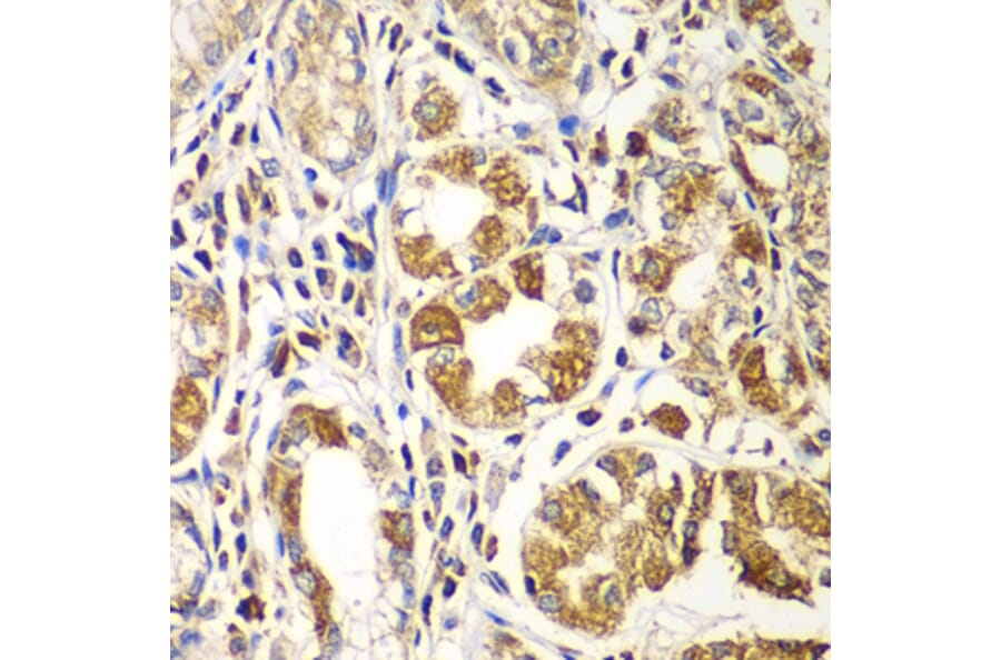 Immunohistochemistry - Anti-Rac1 Antibody (A15853) - Antibodies.com