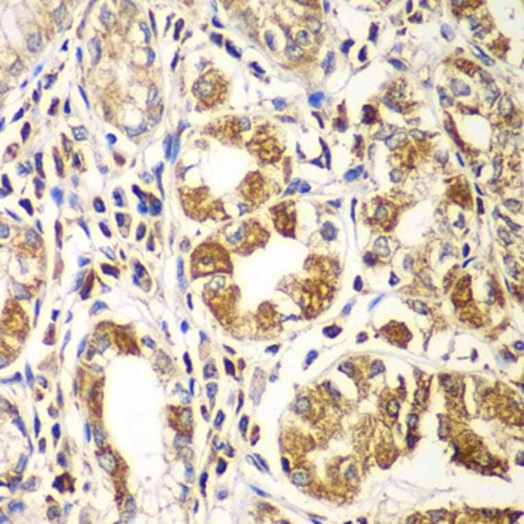 Immunohistochemistry - Anti-Rac1 Antibody (A15853) - Antibodies.com