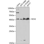 Western Blot - Anti-RCN2 Antibody (A15854) - Antibodies.com