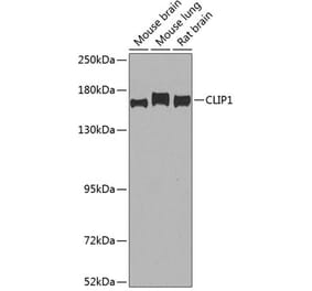 Western Blot - Anti-CLIP170 Antibody (A15855) - Antibodies.com