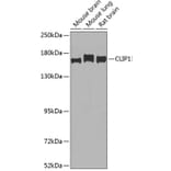 Western Blot - Anti-CLIP170 Antibody (A15855) - Antibodies.com