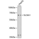 Western Blot - Anti-SLC6A1 Antibody (A7730) - Antibodies.com