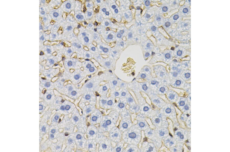 Immunohistochemistry - Anti-SLC6A1 Antibody (A7730) - Antibodies.com