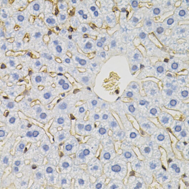 Immunohistochemistry - Anti-SLC6A1 Antibody (A7730) - Antibodies.com