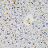 Immunohistochemistry - Anti-SLC6A1 Antibody (A7730) - Antibodies.com