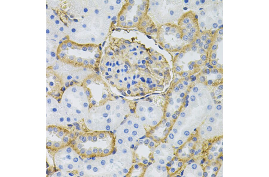 Immunohistochemistry - Anti-SLC6A1 Antibody (A7730) - Antibodies.com