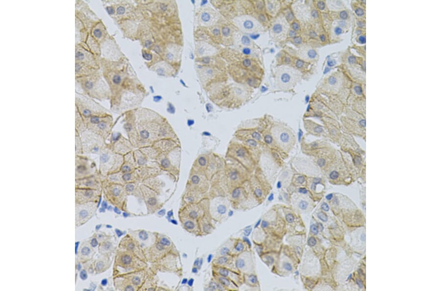 Immunohistochemistry - Anti-SLC6A1 Antibody (A7730) - Antibodies.com