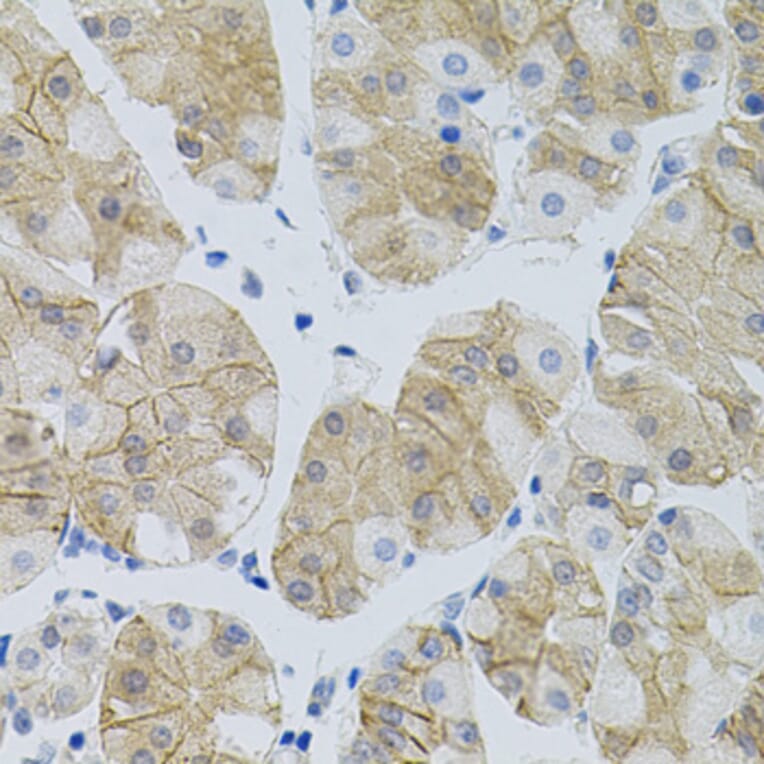 Immunohistochemistry - Anti-SLC6A1 Antibody (A7730) - Antibodies.com