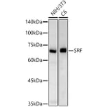 Western Blot - Anti-Serum Response Factor SRF Antibody (A15859) - Antibodies.com