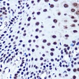 Immunohistochemistry - Anti-Serum Response Factor SRF Antibody (A15859) - Antibodies.com