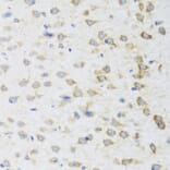 Immunohistochemistry - Anti-Striatin Antibody (A15861) - Antibodies.com